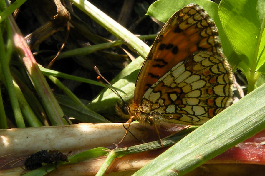 Melitaea athalia e Melitaea didyma